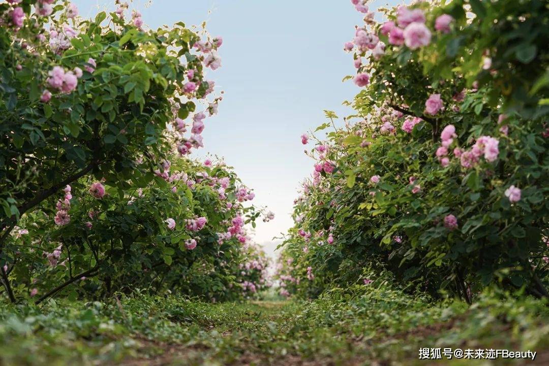 后半亩花田的“花”式创新密码电子pg游戏解码618霸榜背(图5)